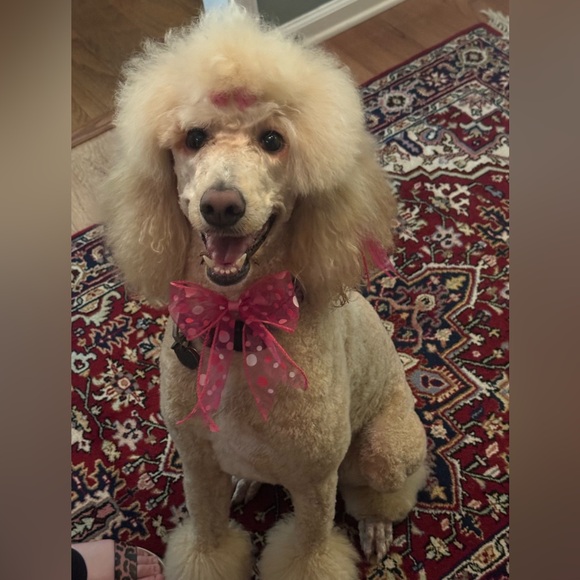 Meet your Posher, Melinda - Picture 2 of 2